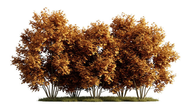 Eine Gruppe von herbstlichen Str&auml;uchern mit dichtem, goldbraunem Laub, isoliert auf einem rein wei&szlig;en Hintergrund, ideal f&uuml;r architektonische Visualisierungen und Landschaftsgestaltungs-Projekte.