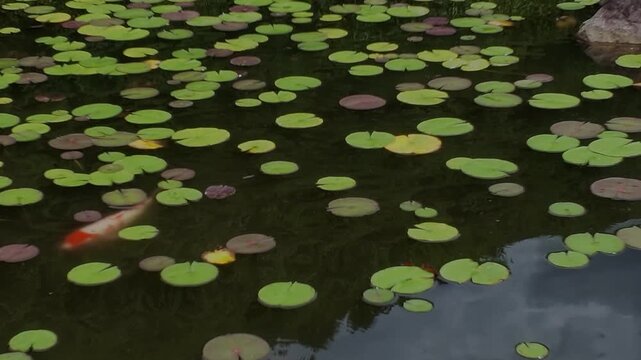A red and white koi fish swims among round lily pads covering the surface of a tranquil pond.
