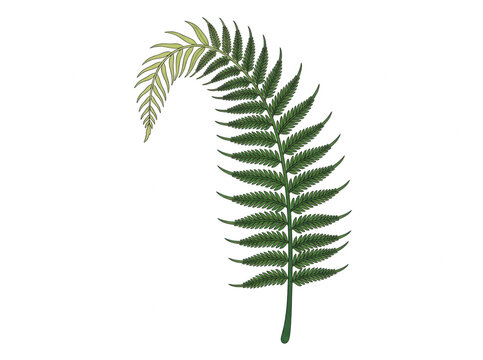 Ein einzelnes, detailliertes Farnblatt mit elegant gebogener Spitze, isoliert auf einem sauberen wei&szlig;en Hintergrund, ideal f&uuml;r botanische Illustrationen, Naturdesigns und minimalistische Dekorationen.