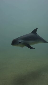 Vaquita porpoise swimming underwater near sandy seabed in deep ocean water