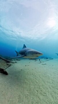 Large shark swimming under clear blue sea water above sandy ocean floor