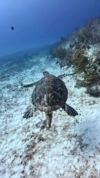 Sea turtle swimming over sandy seabed near coral reef in deep blue ocean water