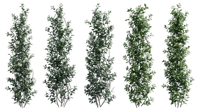 Set di cinque piante rampicanti verdi e rigogliose a sviluppo verticale, isolate su sfondo bianco per architettura e design.
