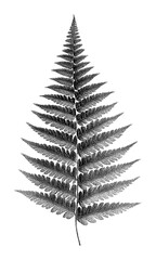 Obraz premium PNG Detailed black fern leaf illustration on transparent background.