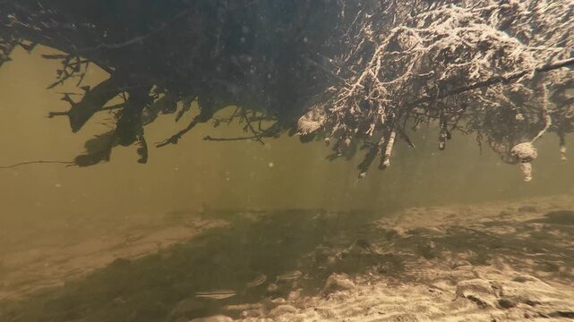 Underwater camera captures wild Creek Chub hiding from sunlight beneath a tangle of floating roots and wood debris in a freshwater river environment.
