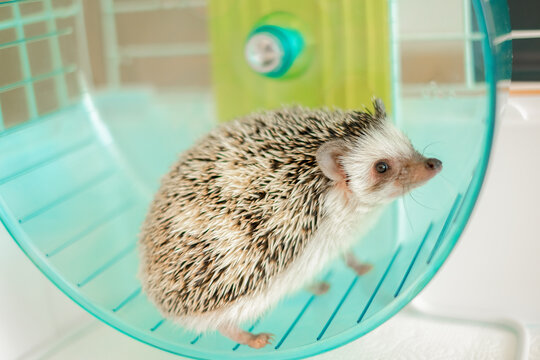 African pygmy hedgehog in a blue wheel inside a cage. Keeping spiny pygmy pets.The daily life of pet African pygmy hedgehogs.Hedgehog Running on Exercise Wheel