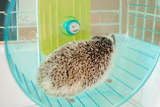 Close-up of a hedgehog in a running wheel.African pygmy hedgehog in a blue wheel inside a cage. Keeping spiny pygmy pets.The daily life of pet African pygmy hedgehogs.Hedgehog Running on Exercise