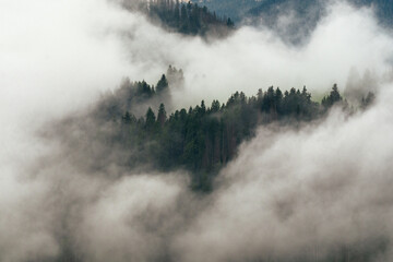 Low clouds drifting through a dark conifer forest in the Dolomites © Yuxiao