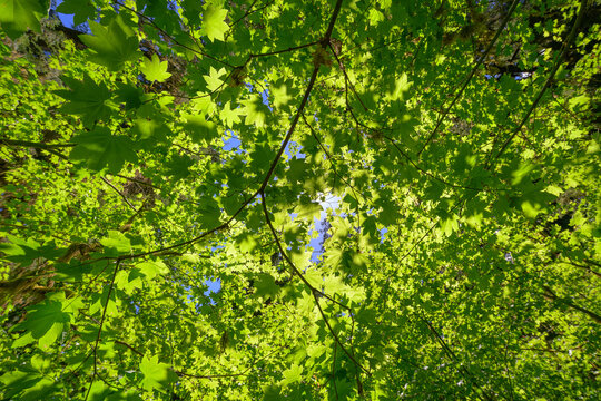 Sunlit Green Vine Maple Leaves Glowing Against a Blue Sky Canopy