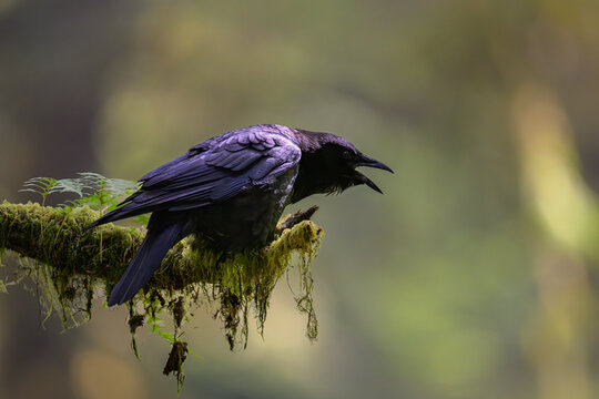 Glossy Black Crow Calling on a Moss-Draped Rainforest Branch