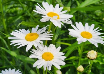 Obraz premium daisies in the grass