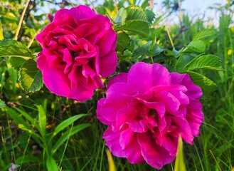 Obraz premium pink rose bush