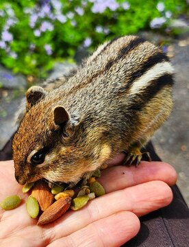 chipmunk  in the park