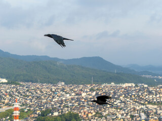 Obraz premium 街を背景に空を飛ぶカラス