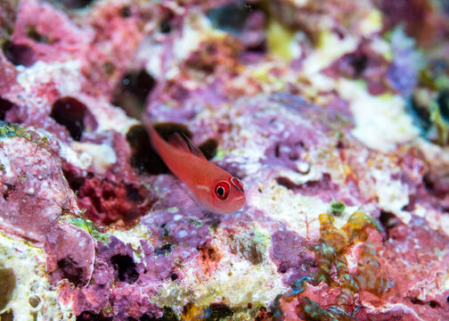 ringeye pygmy goby, Trimma benjamini, in Solomon Islands