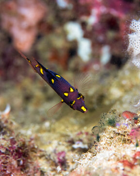 splitlevel hogfish, Bodianus mesothorax, juvenile in Solomon Islands