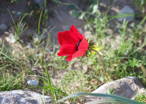Spring bloom of anemones (Anemone coronaria) in the Negev