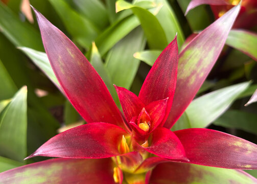 Droophead tufted airplant or scarlet star (lat.- Guzmania lingulata)
