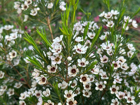 Flowering shrub Geraldton Wax (Chamelaucium uncinatum)