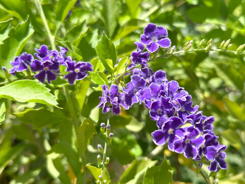Duranta Geisha Girl (Latin: Duranta erecta)