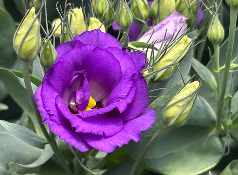 Blooming Eustoma (lat.Eustoma) or lisianthus
