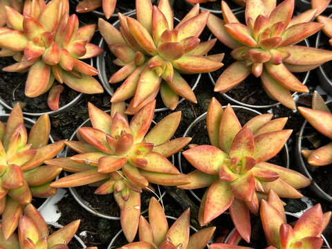 Succulent plant Echeveria (lat.- Echeveria)