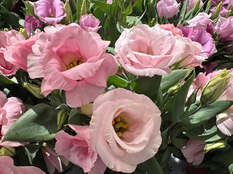 Blooming Eustoma (lat.Eustoma) or lisianthus