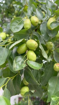 Fresh green jujube fruits growing on a jujube tree surrounded by lush green leaves. Close-up of unripe Chinese jujubes ripening on branches