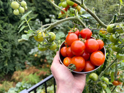 Close up of hand holding small cherry tomatoes in stainless bowl that have ripen on the vine during late summer in natural sunlight outdoors in home garden