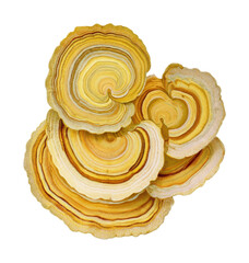 Obraz premium PNG Abstract golden mushroom slice cluster isolated on white