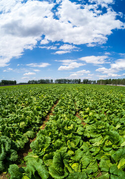 The cabbages in the field are under the blue sky and white clouds.