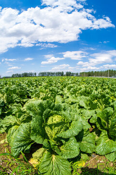 The cabbages in the field are under the blue sky and white clouds.