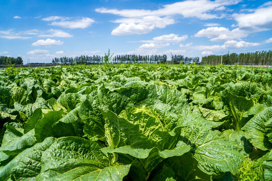 The cabbages in the field are under the blue sky and white clouds.