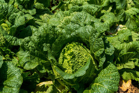 The cabbages in the field are under the blue sky and white clouds.