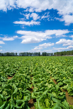 The cabbages in the field are under the blue sky and white clouds.