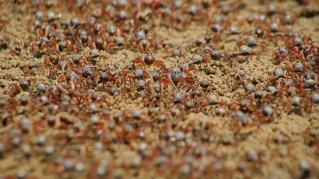 The sand bubbler crab (or sand crab) is a small crab that actively creates small sand balls on sandy beaches during low tide