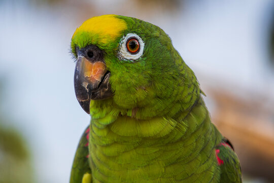Detailed portrait of a wild green parrot smiling at the camera with a soft background