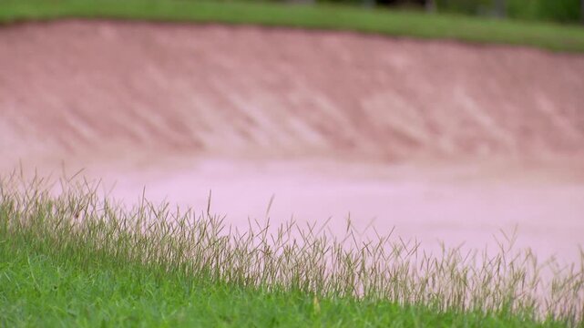 The background of the golf course's sand trap is clearly visible on the grass