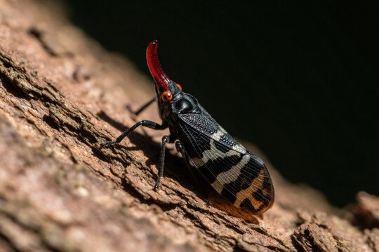 Macro shot of Fulgorid planthopper insect on tree bark. Small black bug with long red snout sits on wood texture. Detailed view of exotic creature in tropical rainforest. Wildlife specimen shows
