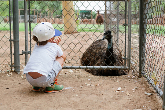 Boy Looking at an Emu Through Zoo Fence