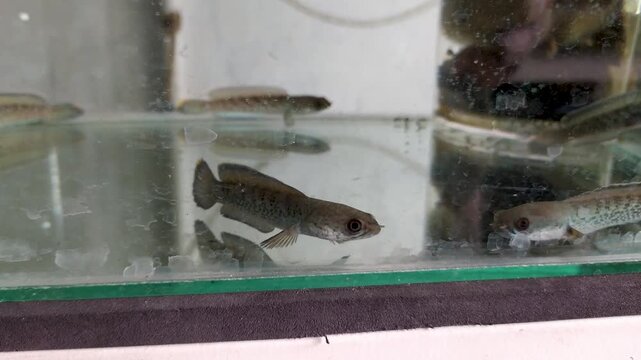 Footage several juvenile snakehead fish in aquarium at ornamental fish shop