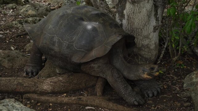Wild Galapagos Giant Tortoise in Natural Habitat, San Cristobal Island, Ecuador