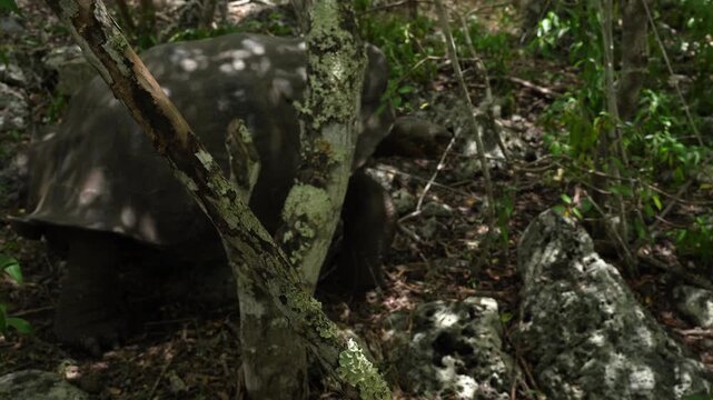 Wild Galapagos Giant Tortoise in Natural Habitat, San Cristobal Island, Ecuador