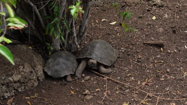 Wild Galapagos Giant Tortoise in Natural Habitat, San Cristobal Island, Ecuador