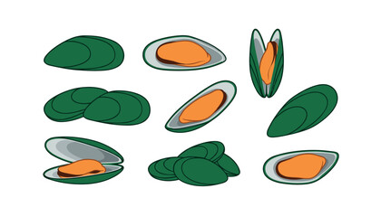 A set of green mussel vector illustrations . open shells, closed shells, orange meat, isolated white background © Nesar