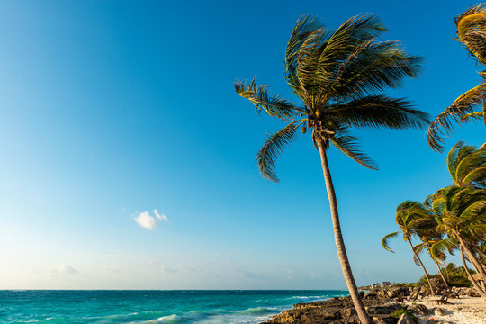 Tulum beach with palm trees, Quintana Roo, Mexico.