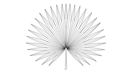 Obraz premium Minimalist palm leaf line art, tropical fan palm foliage illustration, black and white botanical outline on white background