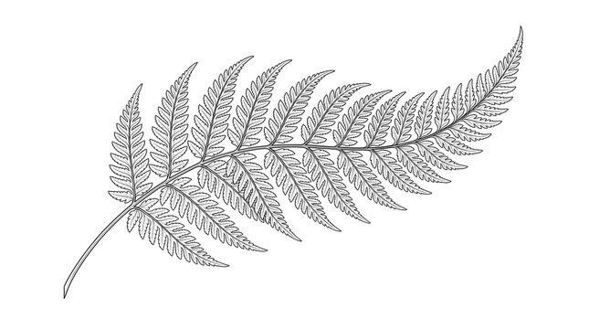 Silver fern leaf illustration, black and white botanical line art, minimalist New Zealand fern frond isolated on white background