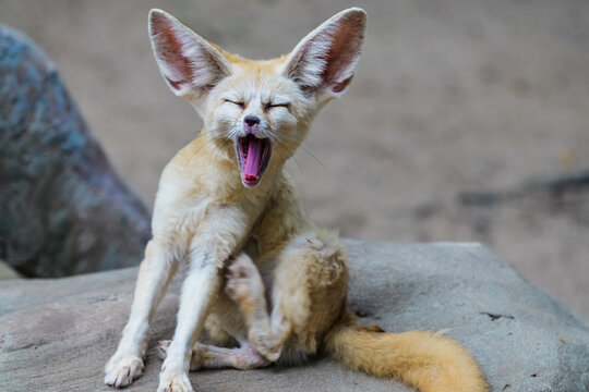 Cute moment: A close-up of a fennec fox yawning with its mouth wide open while scratching an itch