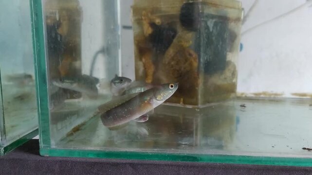 Recording of two juvenile snakehead fish swimming at bottom in aquarium shop